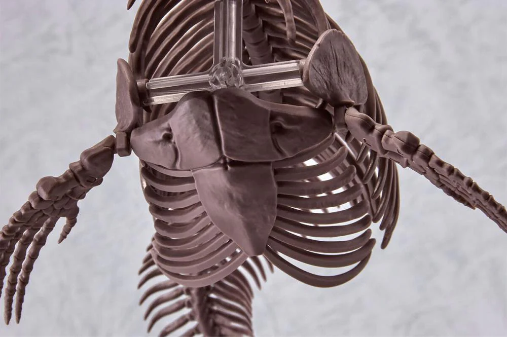 Imaginary Skeleton Mosasaurus 1/32 Scale Model Kit - Image 6