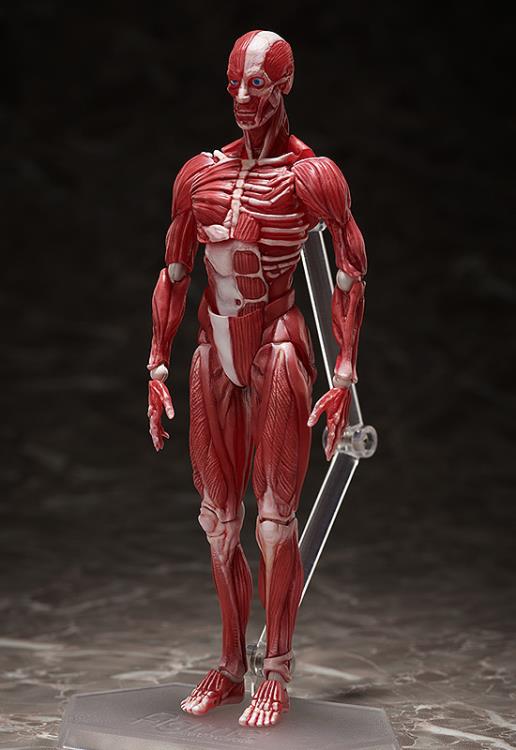 SP-142 - Human Anatomical Model - Image 2