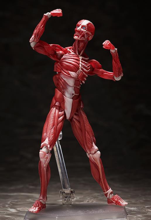 SP-142 - Human Anatomical Model - Image 4